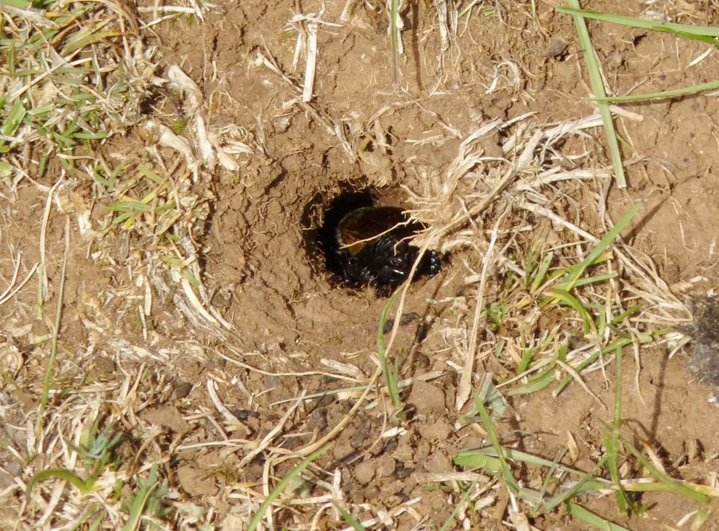 Grilli sulla porta di casa (loro): (Gryllus campestris)